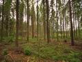Земельный участок, площадью 1,1 га, в 100 метрах от озера (с правом  пользования береговой линией), в лесной зоне, в Миккели. Финляндия