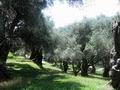 Земельный участок, площадью 12600 кв.м., с видом на море и маслиновой рощей, в городе Бар. Черногория