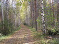 Участок в Савонлинна на берегу озера Вяяряярви Финляндия