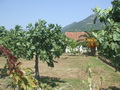 Земельный участок, площадью 4500 кв.м., с домом, площадью 100 кв.м., в Баре (Белиши). Черногория