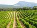 Виноградник, на площади 85 гектаров, в департаменте Вар. Франция и княжество Монако
