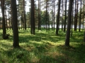 Продается земельный участок площадью 6910 кв. м., округ Garkalnes Латвия