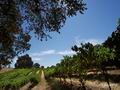 Действующий винный завод с виноградниками, вблизи города Creston (Калифорния). США