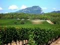 Виноградник в самом сердце Прованса. Франция и княжество Монако