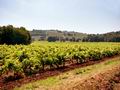 Действующее винодельческое хозяйство, на площади 68 гектаров, недалеко от Сен-Тропе. Франция и княжество Монако